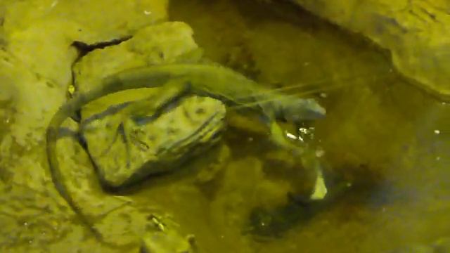 Игуаны смотреть онлайн