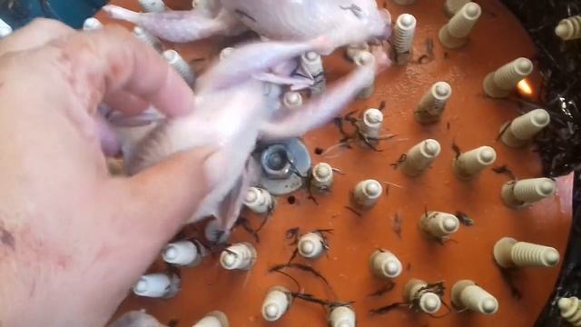 Как выглядят тушки перепелов Московская чёрная и Фараон в нашем хозяйстве. смотреть онлайн