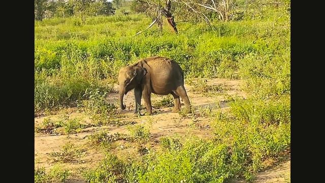 Udawalawe national park- Sri Lanka смотреть онлайн
