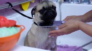 Щенок мопса.Особенности ухода.Груминг.