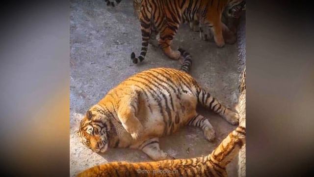 Тигрица не могла разродиться, но то что сделал этот ветеринар немыслимо, верится с трудом. смотреть онлайн