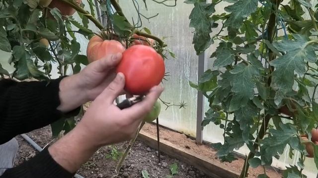 ? Томат Вельможа| Вкусный и урожайный томат