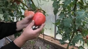 ? Томат Вельможа| Вкусный и урожайный томат