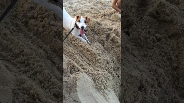 Джек Рассел роет нору