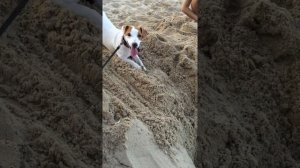 Джек Рассел роет нору