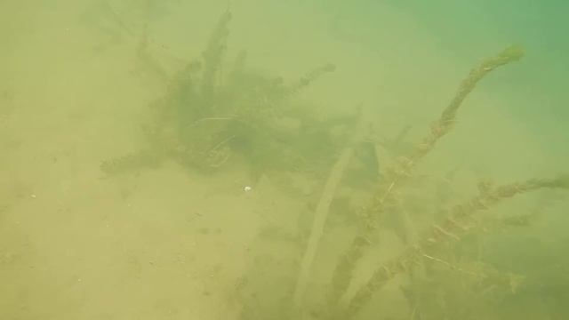 Nikon Coolpix AW120 - short underwater test смотреть онлайн