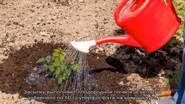 Роза Аква (Aqua) смотреть онлайн