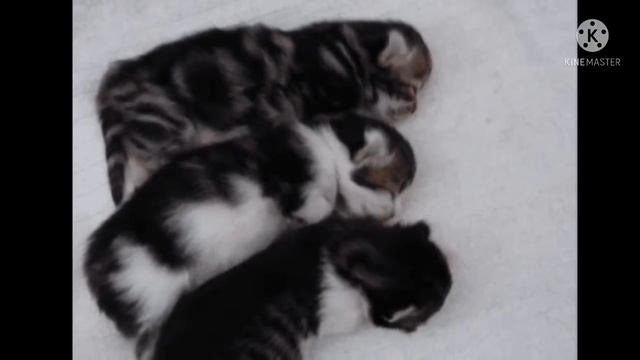 Вечерний гость попросился переночевать в доме… Парень даже не думал, к чему это может привести смотреть онлайн