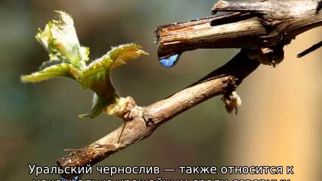 Слива для Урала — лучшие сорта смотреть онлайн