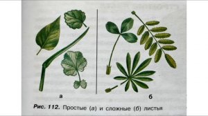 Биология 6 класс (Пасечник) аудио Параграф 43 " Внешнее строение листа"