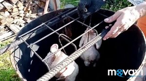 Коптим кур в бочке????