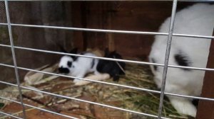 Крольчата начинают самостоятельно кушать  Всё про Дачу Кролики??? Цыплята???