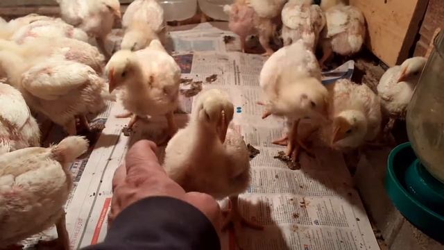Взяли 10 дневных бройлеров породы Noname смотреть онлайн