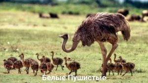 ЭМУ?/Птицы/Животные/Интересные факты