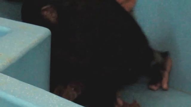 Шимпанзе Филя и Люся (часть2 ) 03.03.17 смотреть онлайн