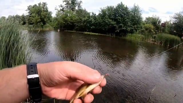 ПОПЛА ПОППЕР РЕАЛЬНО ЛОВИТ КАРАСЯ! Рыбалка на старом озере смотреть онлайн