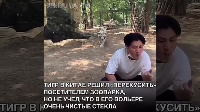 Тигр решил «перекусить» посетителем в зоопарке, но в вольере оказались очень чистые стёкла