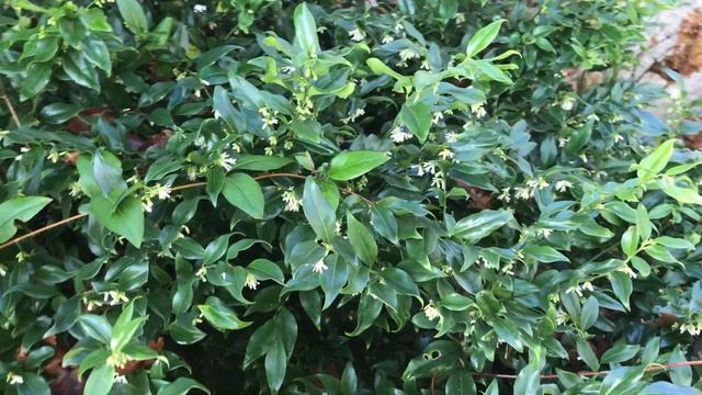 Sarcocoque à feuilles de ruscus 'Sarcococca ruscifolia' Du nacre et de la cire prêts à luire смотреть онлайн