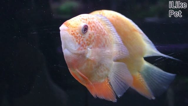 Уход за рыбкой цихлазома северум смотреть онлайн