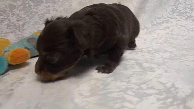 Той-Терьер русский длинношерстный, Снежное Королевство КСУ-FCI смотреть онлайн