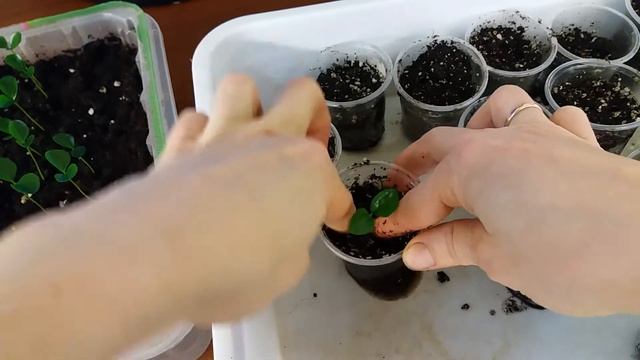 Мурайя метельчатая из семян Пикировка смотреть онлайн