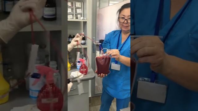 Взятие крови у собаки донора смотреть онлайн