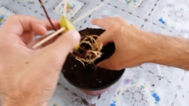 Авокадо пророс. Пересадка смотреть онлайн