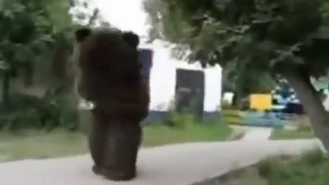 Прикол;медведя смотреть онлайн