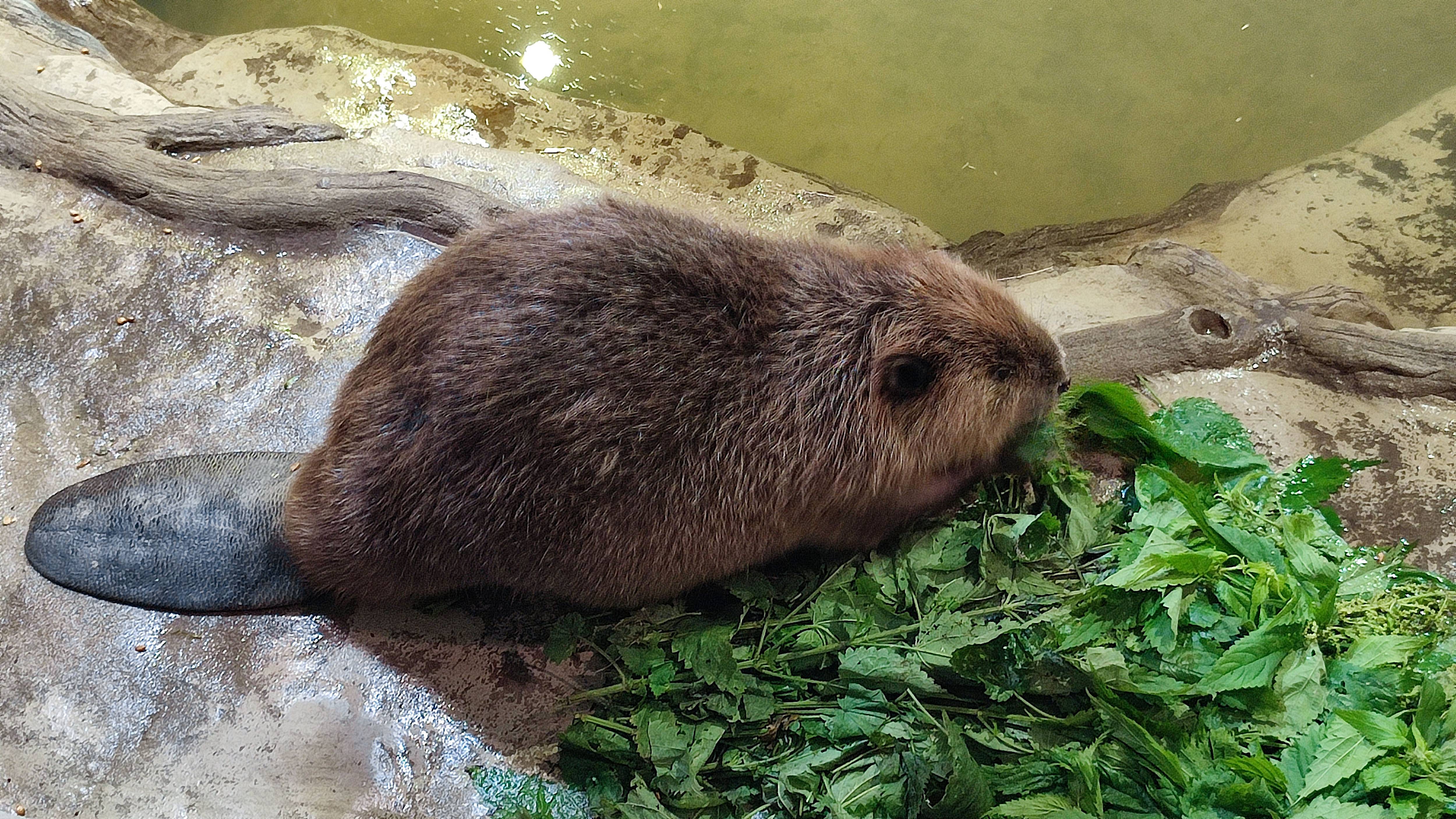 Бобровый питомник Воронежского биосферного заповедника смотреть онлайн