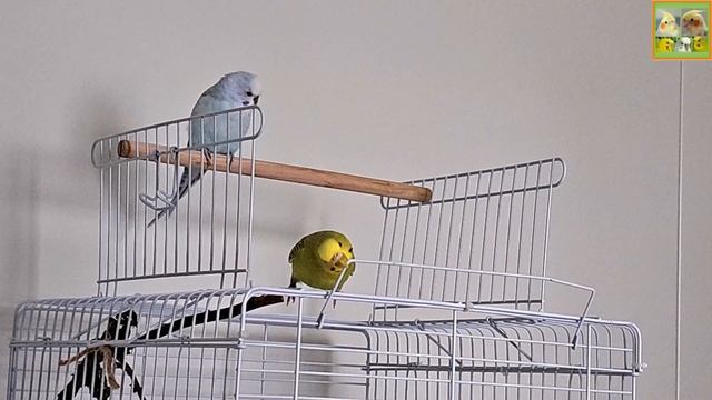 Funny Parrotszotti 185. Life of Cockatiels and budgies. Жизнь корелл и волнистых попугаев смотреть онлайн