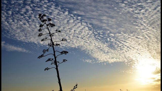 The genus Agave - Part 1 смотреть онлайн