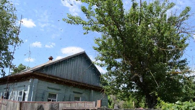 рой пчел. страшно красиво! смотреть онлайн