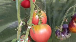 Розовый Фламинго! Полный обзор томата