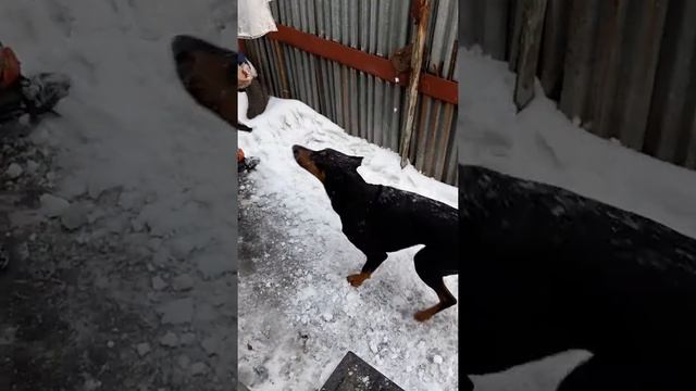 Доберман в игре. смотреть онлайн
