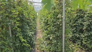 Ежевика в теплице 42х10м сколько дала ягод и денег за июнь 2023г