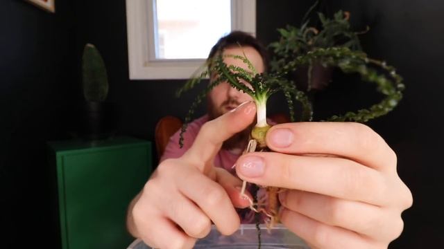 CRINUM NATANS, CALAMISTRATUM, THAIANUM - HUGE AQUARIUM PLANT GUIDE