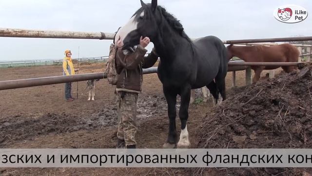 ЗАМЕТКИ ИЗ СВЯТОПОЛЯ выпуск 4 Конь породы шайр ilikepet смотреть онлайн