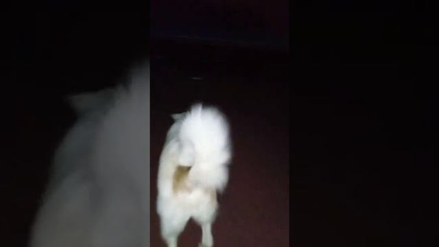 ВСТРЕЧАЮ РАССВЕТ/МЕНЬШЕ ШЕСТИ ЧАСОВ СНА, Я ВЫСПАЛАСЬ/ВЛОГ/MAYLIN смотреть онлайн