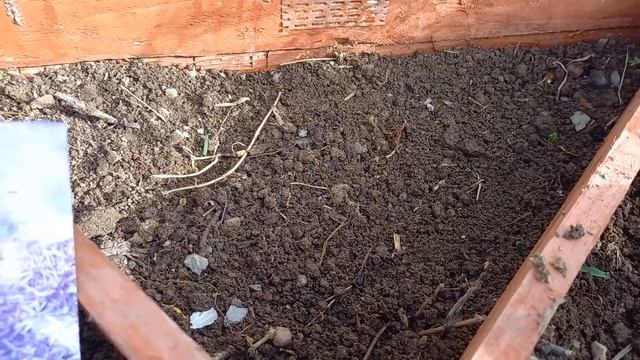 Аллиум allium, лук декоративный посадка, выращивание, смотреть онлайн