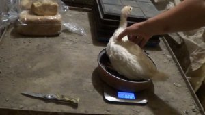 Индюки Белая широкогрудая вес в 1 месяц