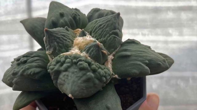 2/18 unbox cactus & Korean succulents: astro, spiral, Haworthia, смотреть онлайн