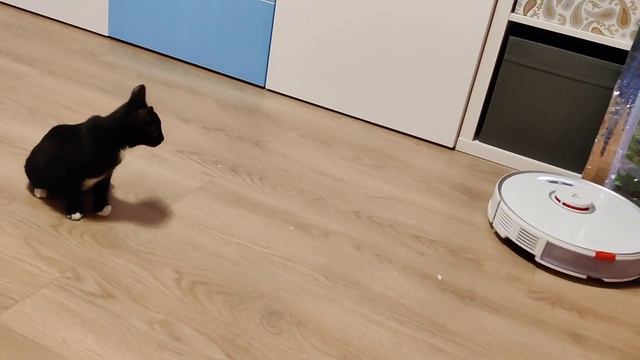 Котик 3 месяца (видео 4) смотреть онлайн