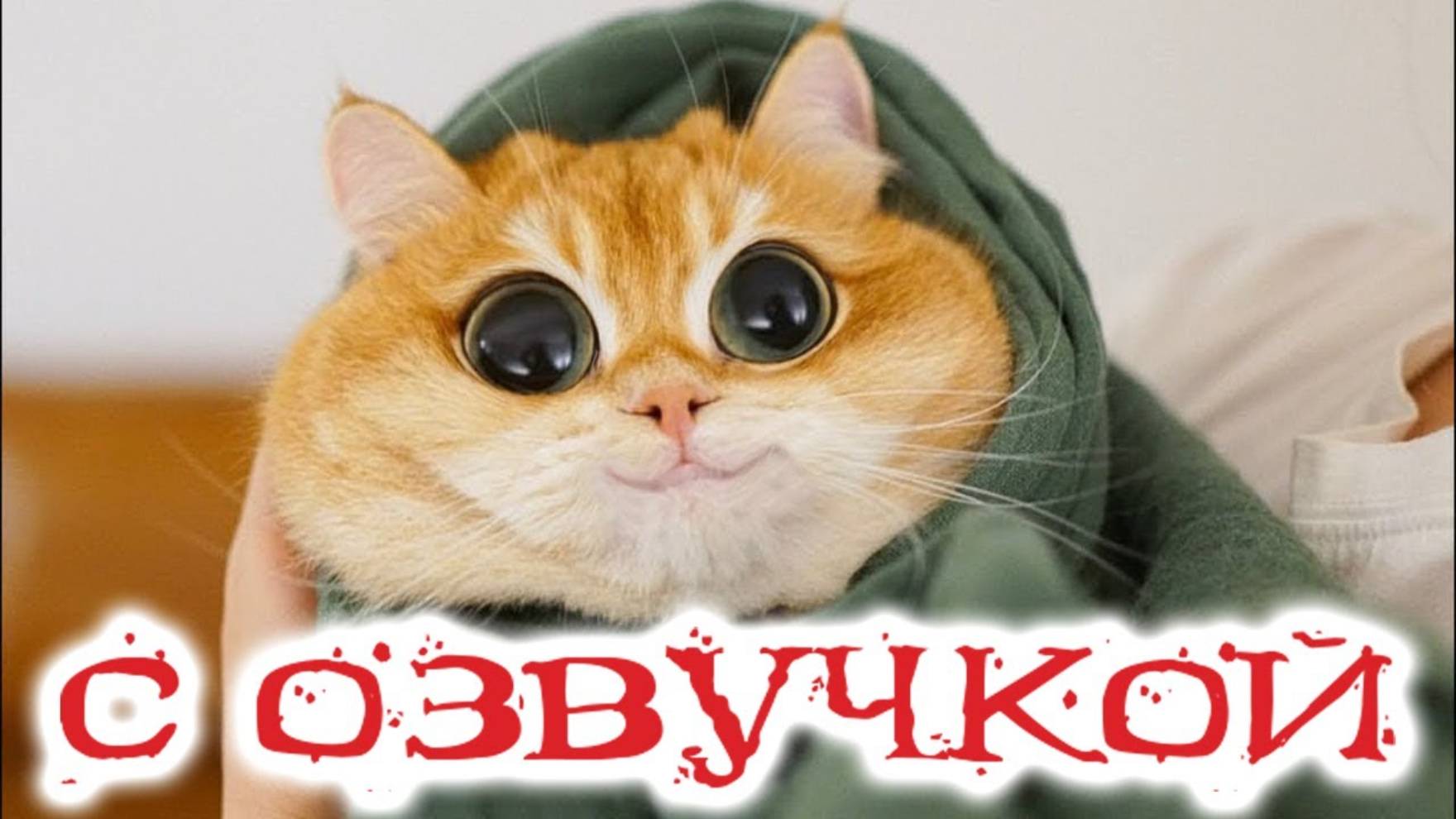 Приколы с котами! Смешные коты с ОЗВУЧКОЙ! СМЕШНЫЕ ЖИВОТНЫЕ! Тест на психику смотреть онлайн