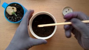 Как вырастить сосну бонсай из семян. Видео№1