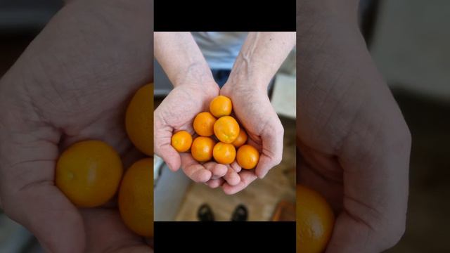 Каламондин урожай 19.07.24