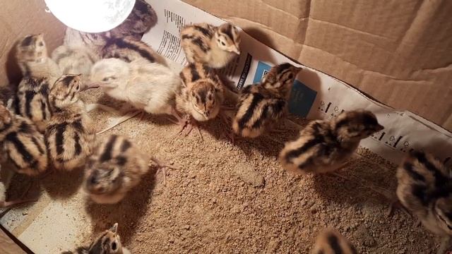 розелла.корелла.горный.волнистый и фазаны смотреть онлайн