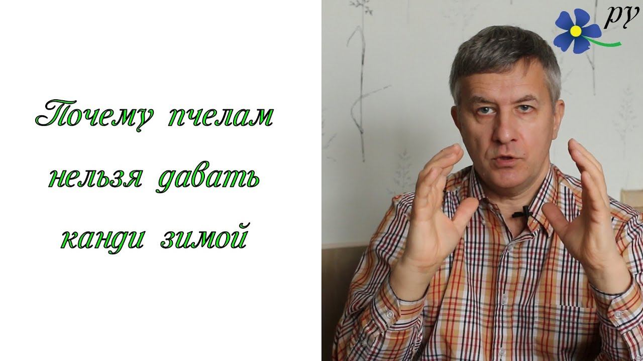 Почему нельзя подкармливать пчел канди зимой смотреть онлайн