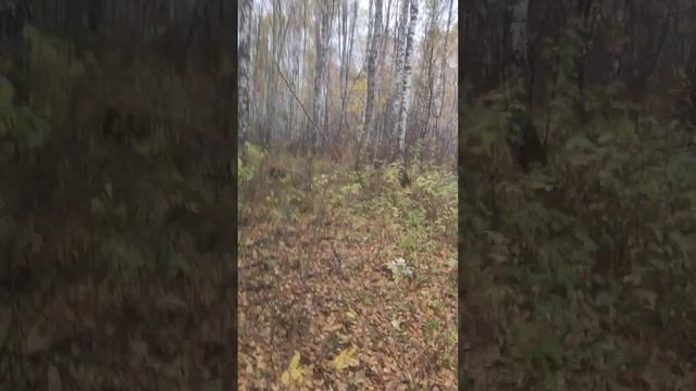 Канадский волк - гибрид. 22 октября 2022 смотреть онлайн