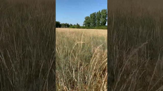 Многолетний сорт Сова Омского ГАУ на зерно и сено смотреть онлайн