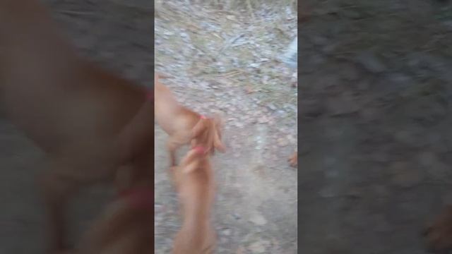 Выжлы щенки и врослая выжла. смотреть онлайн